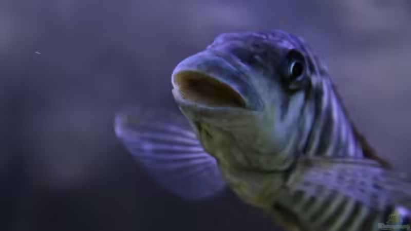 Besatz im Aquarium Becken 20323 von Dynnarts (11)