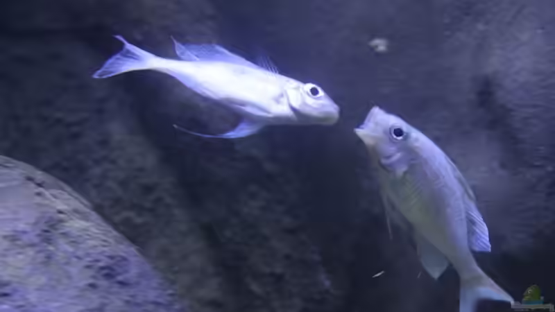 Besatz im Aquarium Becken 20323 von Dynnarts (12)