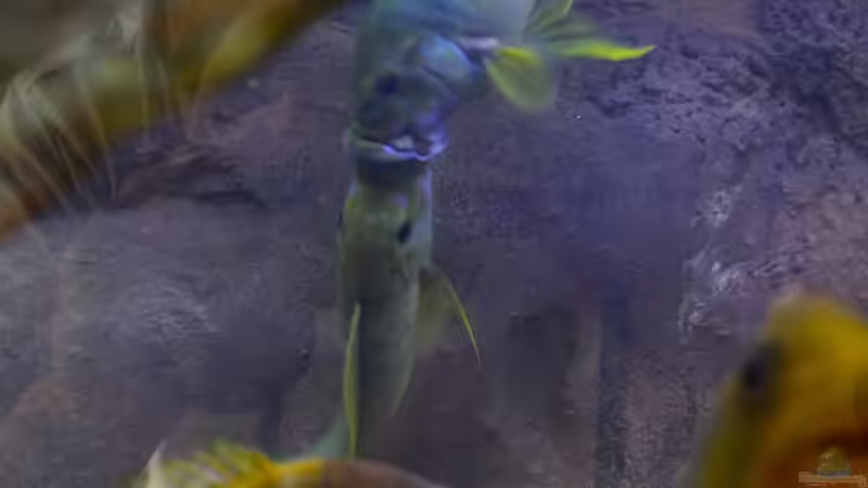 Besatz im Aquarium Becken 20323 von Dynnarts (14)