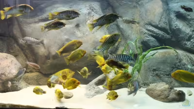 Besatz im Aquarium Becken 20323 von Dynnarts (17)