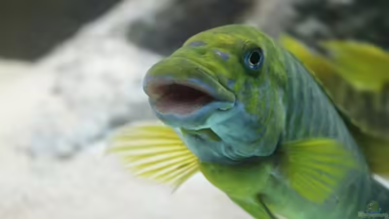 Besatz im Aquarium Becken 20323 von Dynnarts (19)