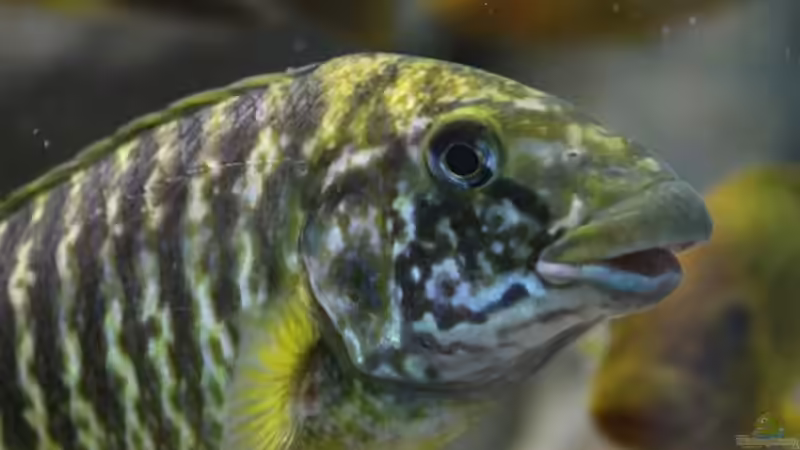 Besatz im Aquarium Becken 20323 von Dynnarts (20)