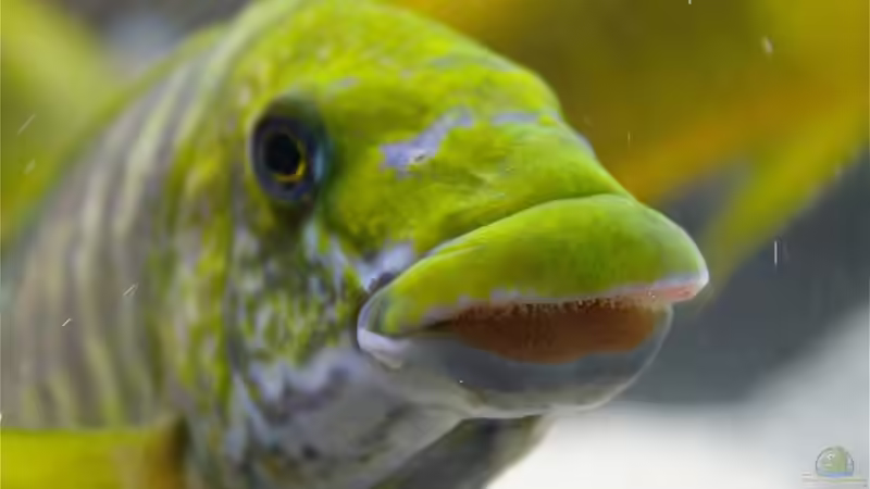 Besatz im Aquarium Becken 20323 von Dynnarts (21)