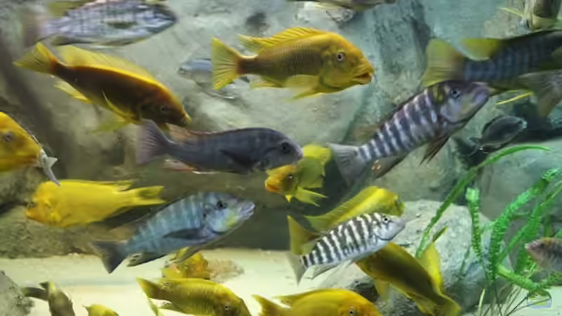 Besatz im Aquarium Becken 20323 von Dynnarts (22) (23)