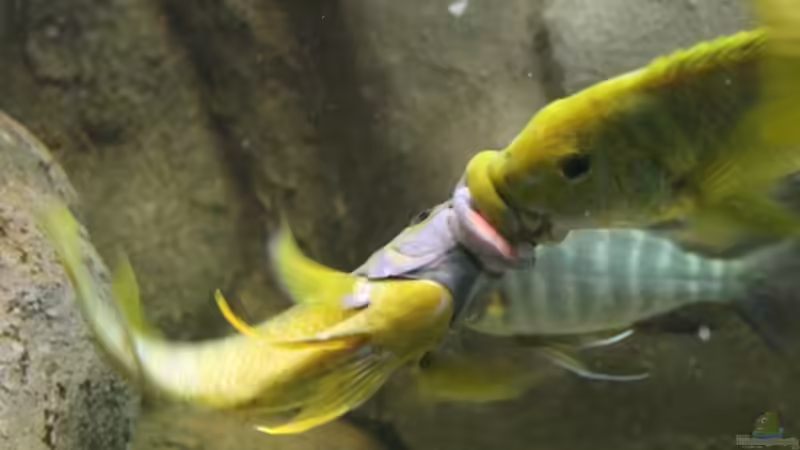 Besatz im Aquarium Becken 20323 von Dynnarts (24)