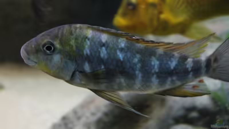 Besatz im Aquarium Becken 20323 von Dynnarts (26)