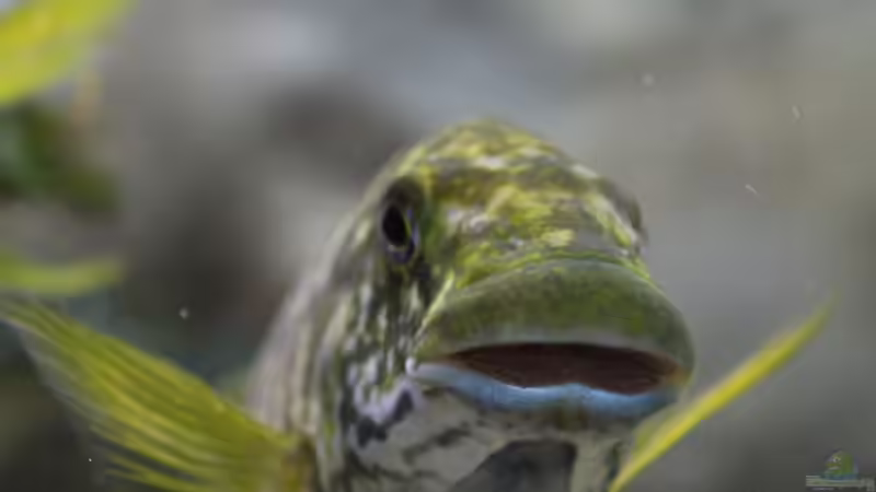 Besatz im Aquarium Becken 20323 von Dynnarts (27)