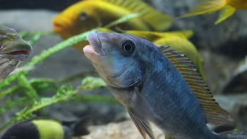 Besatz im Aquarium Becken 20323 von Dynnarts (28)