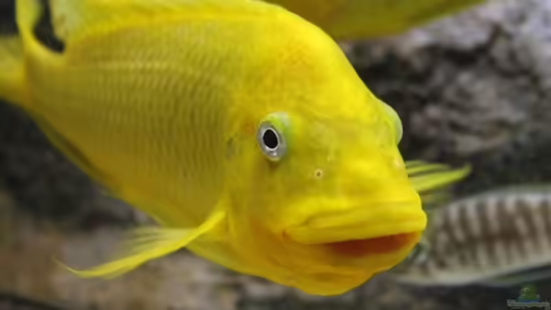 Besatz im Aquarium Becken 20323 von Dynnarts (29)