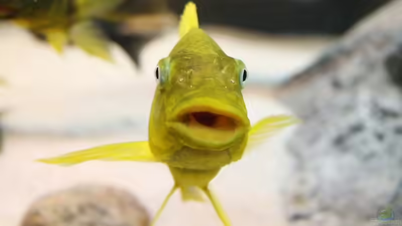 Besatz im Aquarium Becken 20323 von Dynnarts (30)