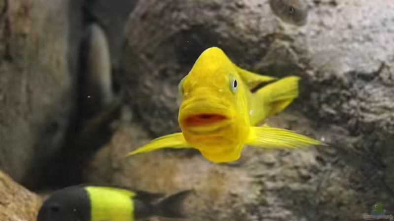 Besatz im Aquarium Becken 20323 von Dynnarts (32)