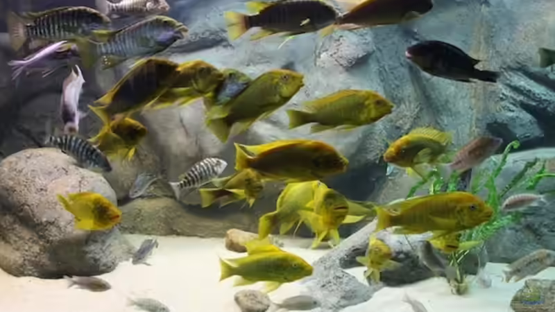 Besatz im Aquarium Becken 20323 von Dynnarts (34)