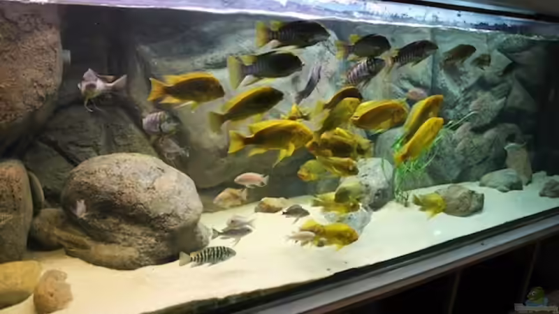 Besatz im Aquarium Becken 20323 von Dynnarts (37)