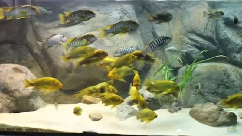 Besatz im Aquarium Becken 20323 von Dynnarts (38)