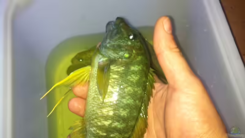 Besatz im Aquarium Becken 20323 von Dynnarts (6)