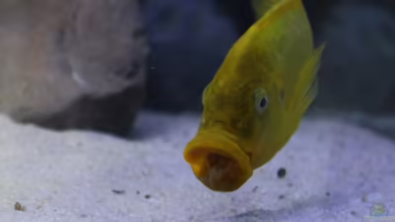 Besatz im Aquarium Becken 20323 von Dynnarts (7)