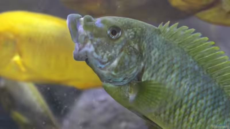 Besatz im Aquarium Becken 20323 von Dynnarts (9)