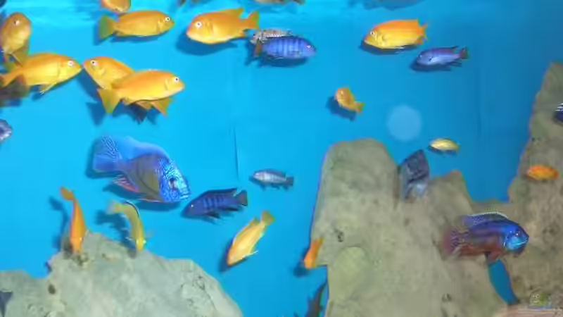 Besatz im Aquarium Becken 2033 von Kai Stüven (3)