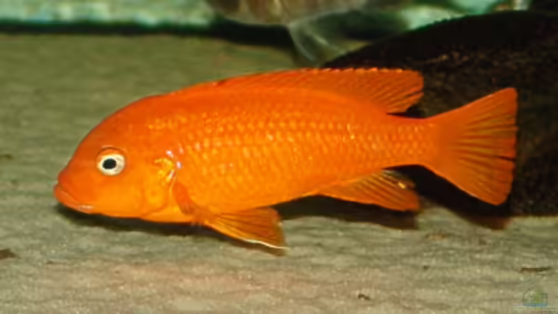 Besatz im Aquarium Becken 2033 von Kai Stüven (5)