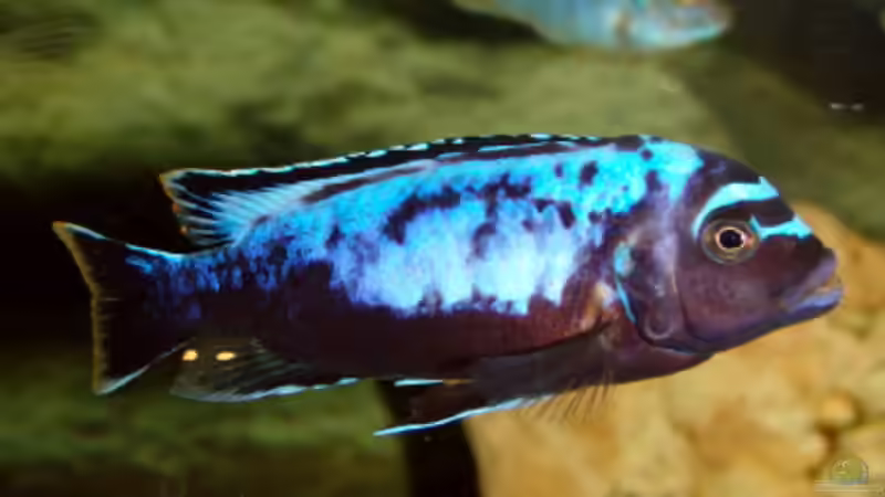 Besatz im Aquarium Becken 2033 von Kai Stüven (6)