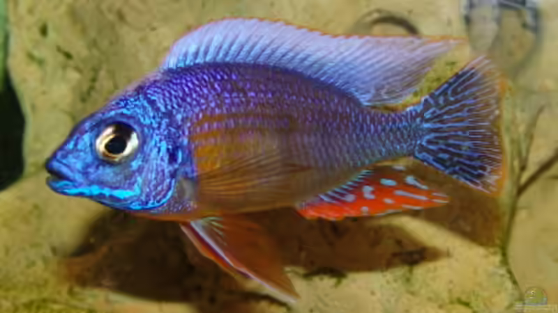 Besatz im Aquarium Becken 2033 von Kai Stüven (7)