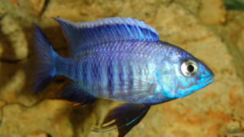 Besatz im Aquarium Becken 2033 von Kai Stüven (8)