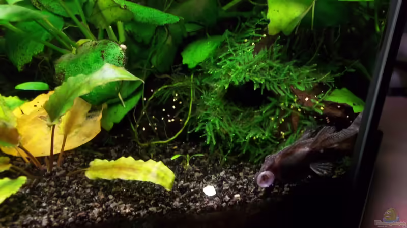 Besatz im Aquarium Becken 20335 von Niko P. (25)