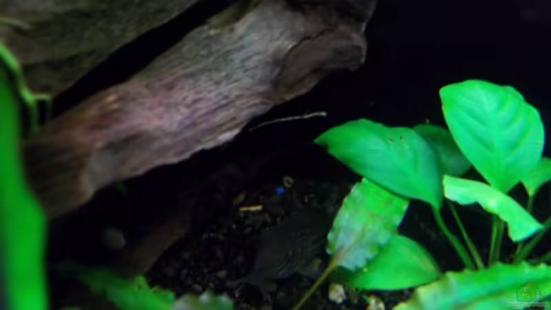 Besatz im Aquarium Becken 20335 von Niko P. (26)