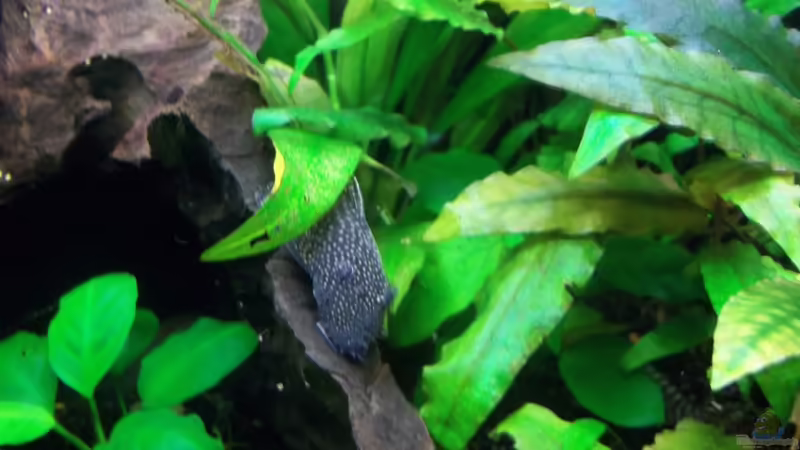 Besatz im Aquarium Becken 20335 von Niko P. (29)