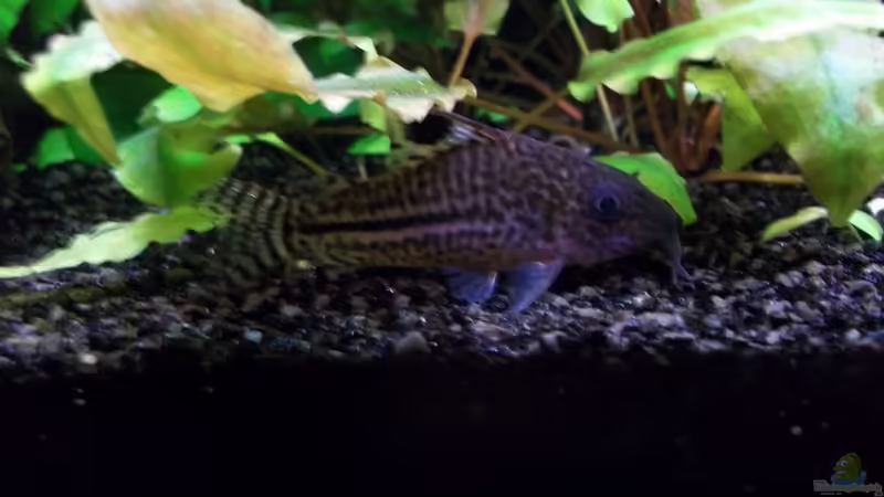 Besatz im Aquarium Becken 20335 von Niko P. (30)