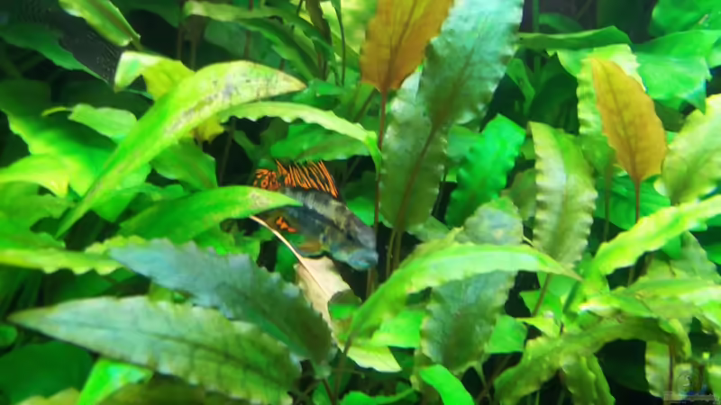 Besatz im Aquarium Becken 20335 von Niko P. (31)