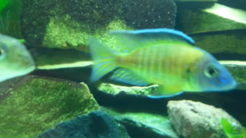 Besatz im Aquarium Becken 20343 von relkov (7)