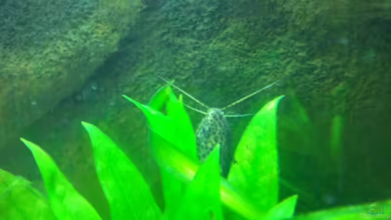 Besatz im Aquarium Becken 20343 von relkov (8)