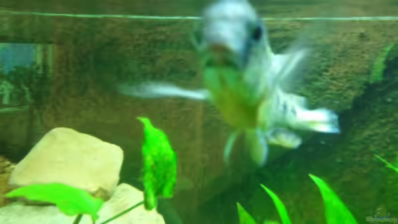 Besatz im Aquarium Becken 20343 von relkov (9)