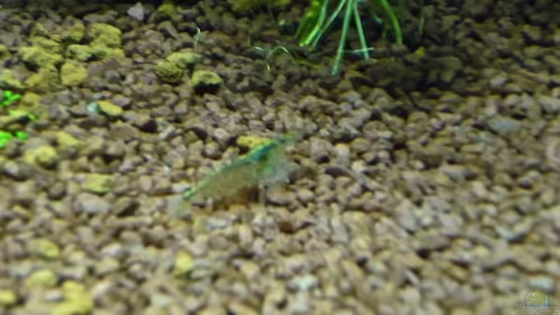 Besatz im Aquarium Becken 20499 von Gerd Zimmermann (7)