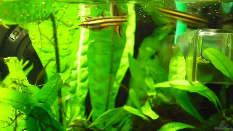 Besatz im Aquarium Becken 20499 von Gerd Zimmermann (8)