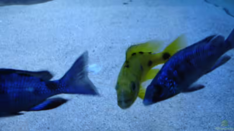 Besatz im Aquarium Becken 2054 von Renè Rupf (29)