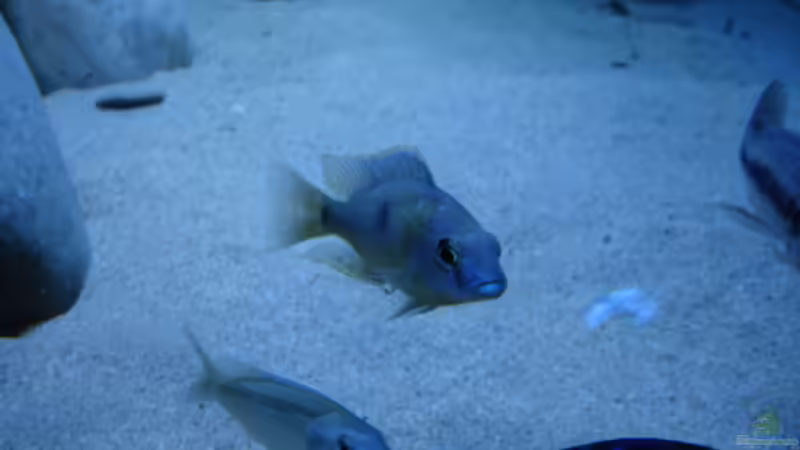 Besatz im Aquarium Becken 2054 von Renè Rupf (30)