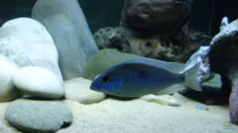 Besatz im Aquarium Becken 2054 von Renè Rupf (37)