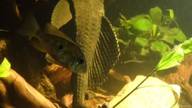 Besatz im Aquarium Becken 20558 von Alex Wulf (11)