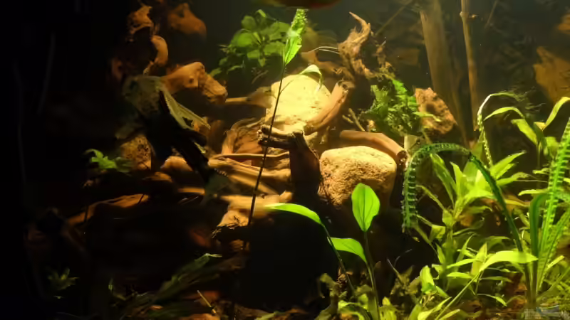 Besatz im Aquarium Becken 20558 von Alex Wulf (12)