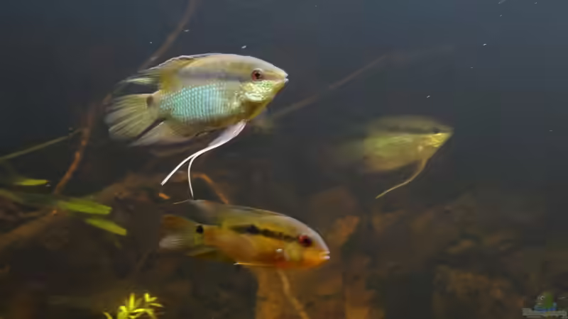 Besatz im Aquarium Becken 20558 von Alex Wulf (8)