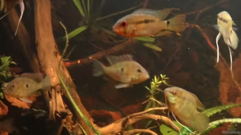 Besatz im Aquarium Becken 20558 von Alex Wulf (9)