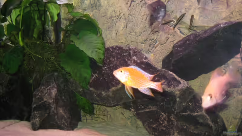 Besatz im Aquarium Becken 20588 von MAGNUM (8)