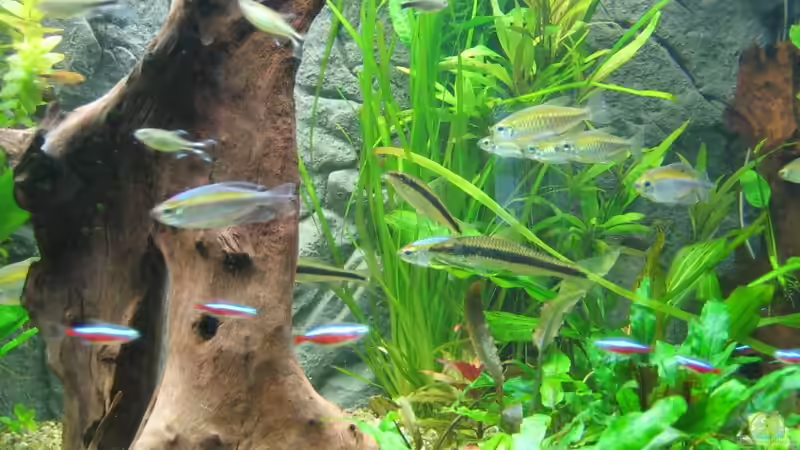 Besatz im Aquarium Becken 20626 von Thorbenhendrik (26)