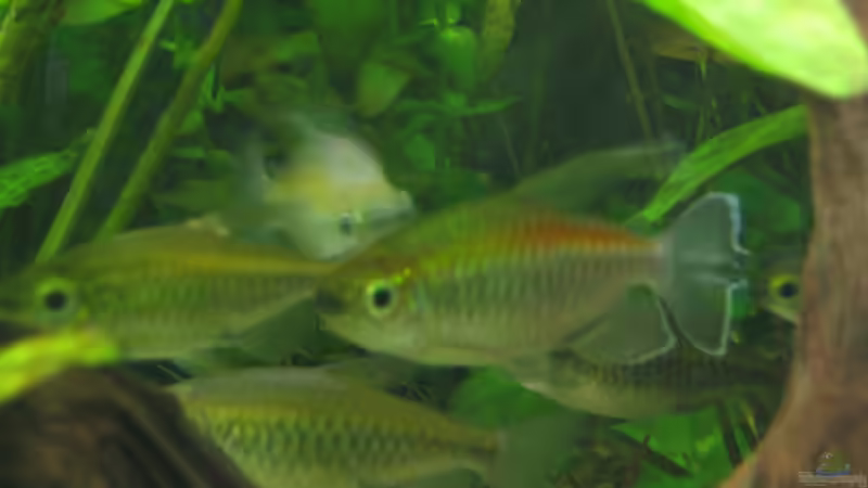 Besatz im Aquarium Becken 20626 von Thorbenhendrik (27)