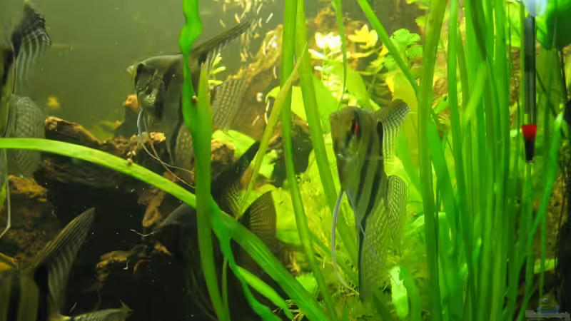 Besatz im Aquarium Becken 20626 von Thorbenhendrik (34)