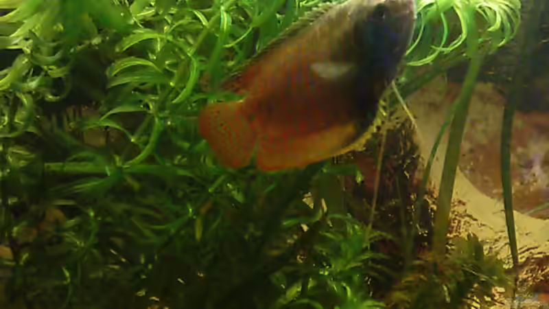 Besatz im Aquarium Becken 2068 von Steffen Gahm (4)