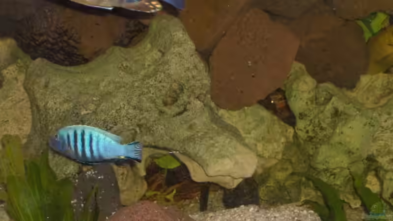 Besatz im Aquarium Becken 2069 von Jens Zinder (12)