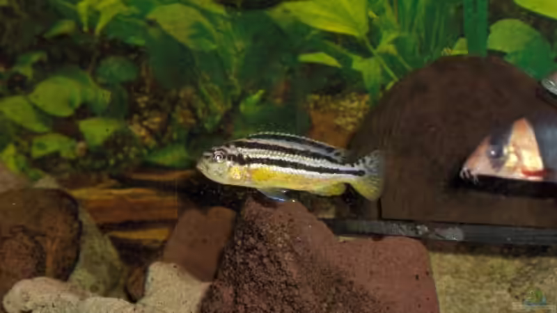 Besatz im Aquarium Becken 2069 von Jens Zinder (13)